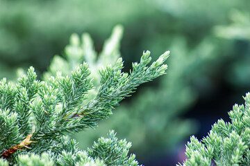 The textured surface of bright green plant in daylight summer