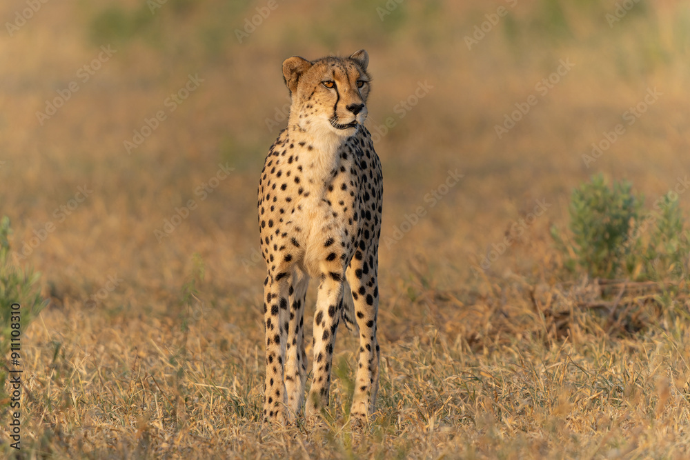 Sticker Cheetah (Acinonyx jubatus) walking and searching for prey in the late afternoon in Mashatu Game Reserve in the Tuli Block in Botswana   