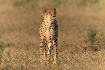 Cheetah (Acinonyx jubatus) walking and searching for prey in the late afternoon in Mashatu Game...