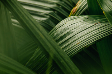 Close-up of water drop on green plant leaf texture