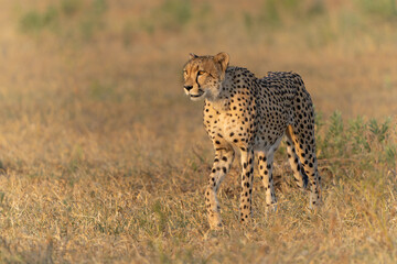 Cheetah (Acinonyx jubatus) walking and searching for prey in the late afternoon in Mashatu Game Reserve in the Tuli Block in Botswana   