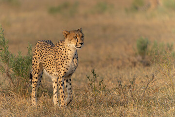Cheetah (Acinonyx jubatus) walking and searching for prey in the late afternoon in Mashatu Game Reserve in the Tuli Block in Botswana   