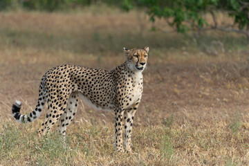 Cheetah (Acinonyx jubatus) walking and searching for prey in the late afternoon in Mashatu Game Reserve in the Tuli Block in Botswana   