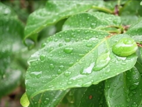 folhas verdes em close up com gotas de chuva
