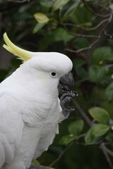Australian Cockatoo