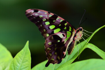 Butterfly on leaf with green spots