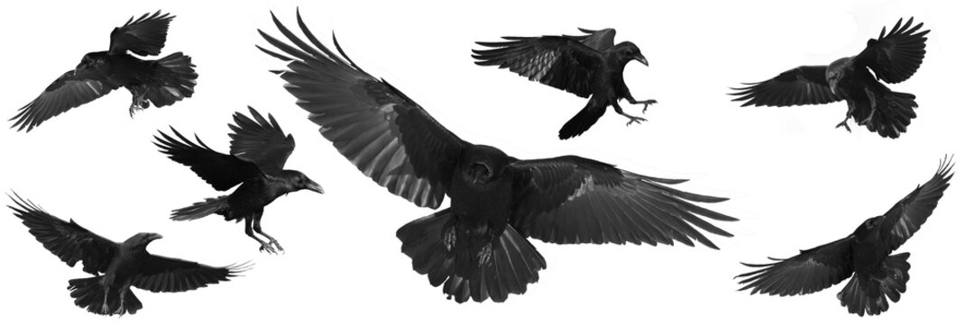 Birds flying ravens isolated on white background Corvus corax. Halloween - mix seven flying birds
