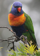Australian Rainbow Lorikeet