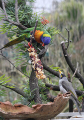 Australian Rainbow Lorikeet