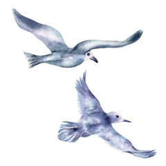 Two birds blue grey color flying hand drawn watercolor isolated. Seabird spread wings in flight botanical sketch illustration. Herring gull pair painted. Coastal birds avian art for book illustration.