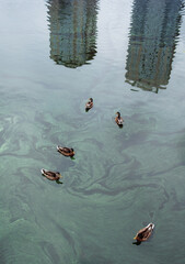 Ducks swim in dirty water with city in the background