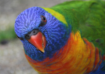 rainbow lorikeet Photo bomb