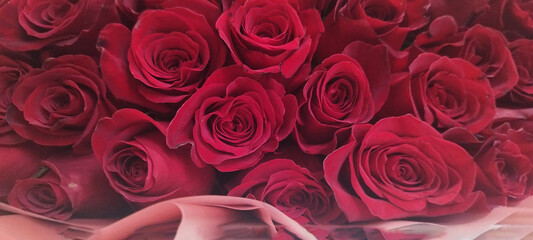 Close-up of many red roses. The concept of love. Texture of flowers. Women's day. 
