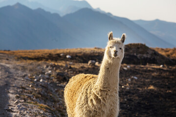 Llama