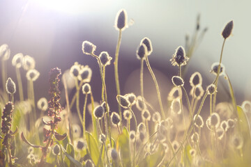 Sunny meadow