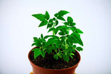 Tomato seedlings. On a white isolated background.Indoor plant seedlings. Concept of gardening, agriculture. Agricultural life. Organic food in the garden. Space for text.Close-up