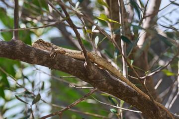 Fototapeta premium An oriental garden lizard lounging on a olive tree branch