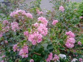 Fototapeta premium Flower blooming in garden at once.