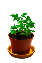 Tomato seedlings. On a white isolated background.Indoor plant seedlings. Concept of gardening, agriculture. Agricultural life. Organic food in the garden. Space for text.Close-up