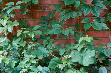 beautiful outdoor nature in Ukraine