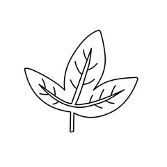 outline of tropical leaf