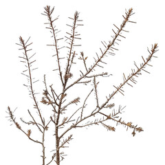Spotlight on   Shimmering Larch branches: Transparent Background PNG
