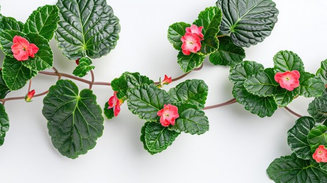 Close up Tropical Plant Episcia Cupreata Leaves and Red Flowers on White Background