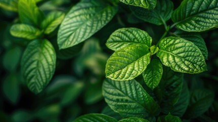 Close up view of green leaf in park natural plants as background or wallpaper