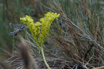 Planta racimo de pastor Sedum sediforme en flor, planta comestible en encurtido en la zona mediterranea, Bocairente, España