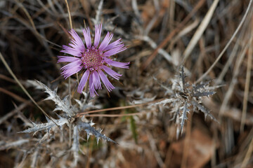 Flor de cardo heredero, atractylis humilis, planta con distribución mundial muy acotada a España, Francia, Marruecos y Argelia. Bocairente, España