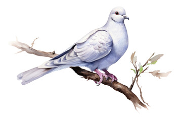 Fototapeta premium PNG Animal pigeon bird dove.