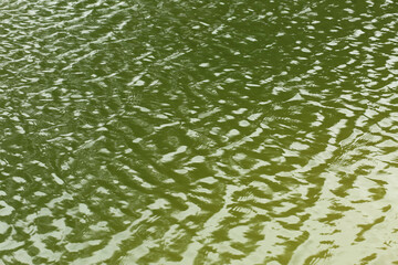 Green lake water ripples texture background