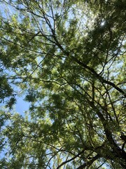 Sunbeam through the leaves.