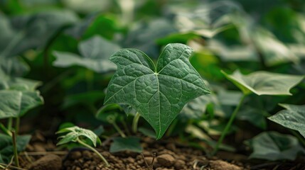 Ivy Gourd leaf in natural setting