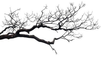 Obraz premium isolated tree branch