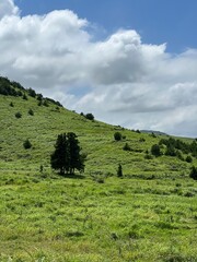 Green hills