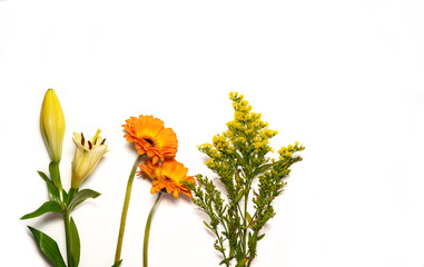 Set of yellow-orange flowers on white background. Autumn floral background with copy space