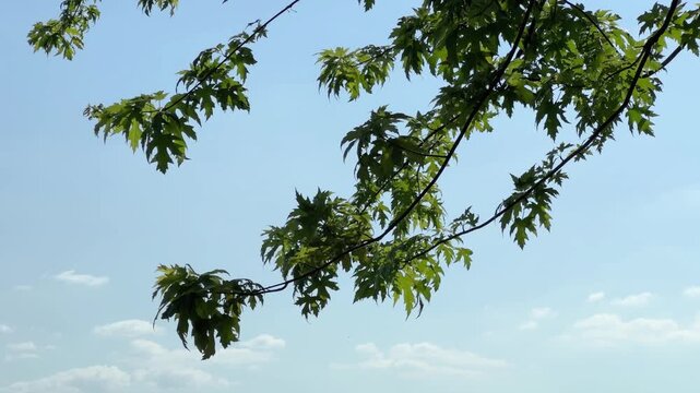 Branches of silver maple with green leaves against the sky