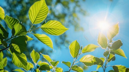 Fresh green leaves against a sunny blue sky