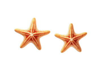 Dance of the Sea Stars on White or PNG Transparent Background.