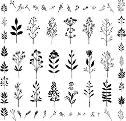 collection forest fern eucalyptus art foliage natural leaves herbs in line style. Decorative beauty elegant illustration for design hand drawn flower 1