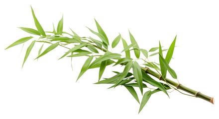 Obraz premium PNG Bamboo plant leaf freshness.