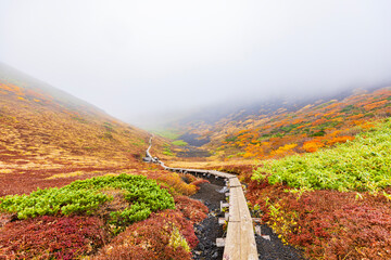 秋田県　秋田駒ヶ岳の紅葉風景
