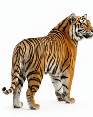 Obraz premium Standing bengal tiger on a transparent background with its back view turned toward the viewer