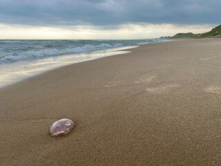 Jellyfish washed up on the sand on the beach close up at the background of the sea