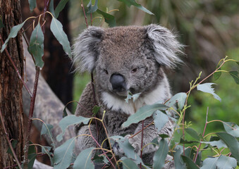 Australian Koala