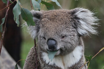 Australian Koala
