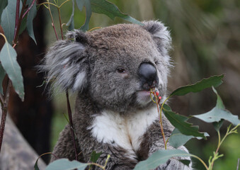 Australian Koala © Glen