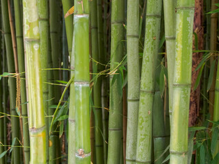 Fototapeta premium An aesthetic background made of green bamboo, conveying an atmosphere of calm and natural harmony for various designs