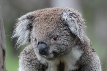 Australian Koala